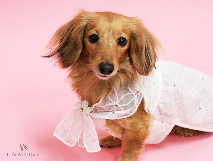 犬と生活 ジュエルドレス 【犬服 夏服】