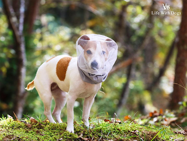 犬と生活 フェイスカバー