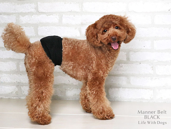 犬と生活 マナーベルト ブラック