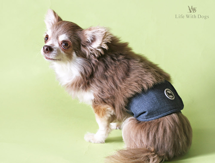 犬と生活 バグガードマナーベルト