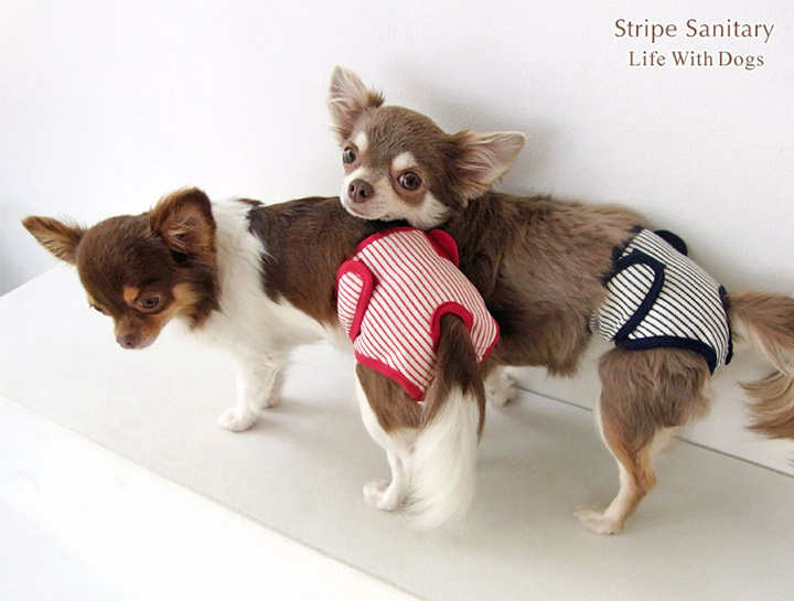 犬と生活 ストライプサニタリー