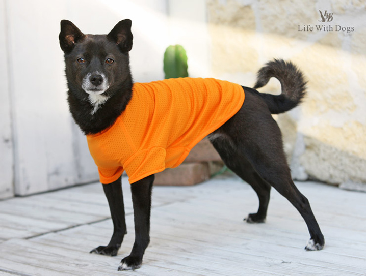 犬と生活 雨の日Tシャツ 柴犬 中型犬 レインコート