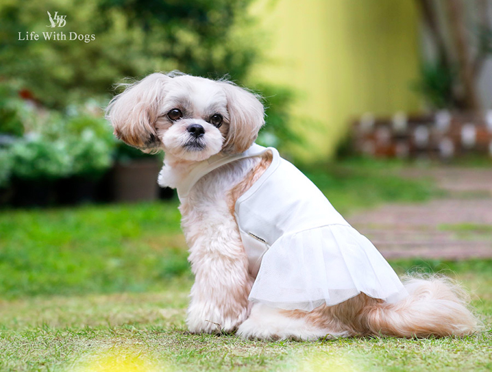 犬と生活 重ね着ワンピース クールフリル 【犬服 夏服】