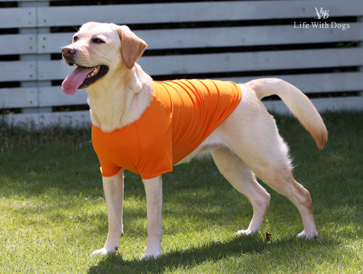犬と生活 雨の日Tシャツ 大型犬 レインコート