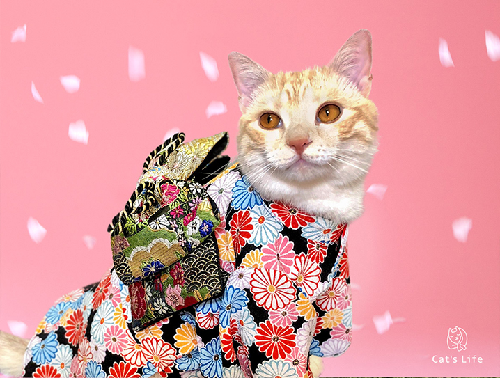 猫の暮らし 猫用お振袖