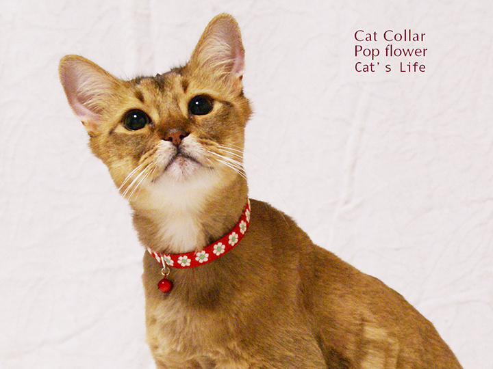 猫の暮らし　キャットカラー　ポップフラワー　首輪
