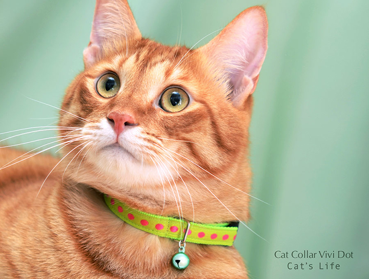 猫の暮らし キャットカラー ヴィヴィドット 首輪