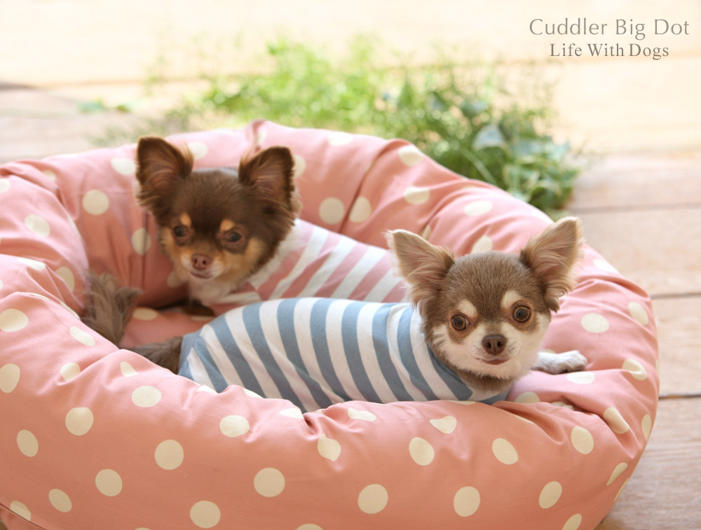 犬と生活 カドラービッグドット