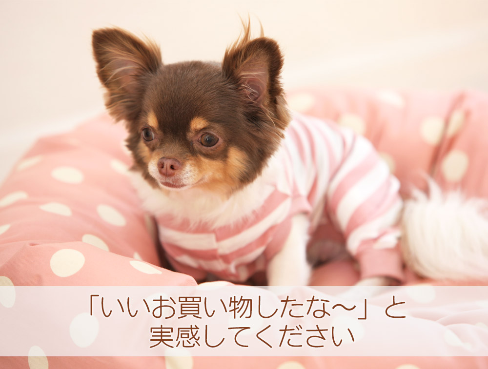 犬と生活 カドラービッグドット