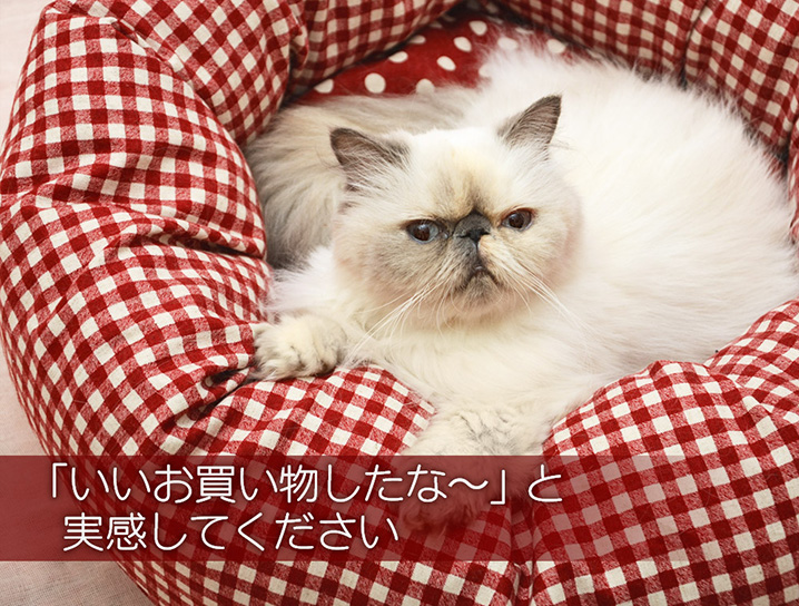 犬と生活 カドラーギンガムドットパンツ