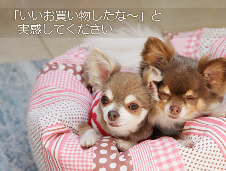 犬と生活 カドラービッグドットパンツ