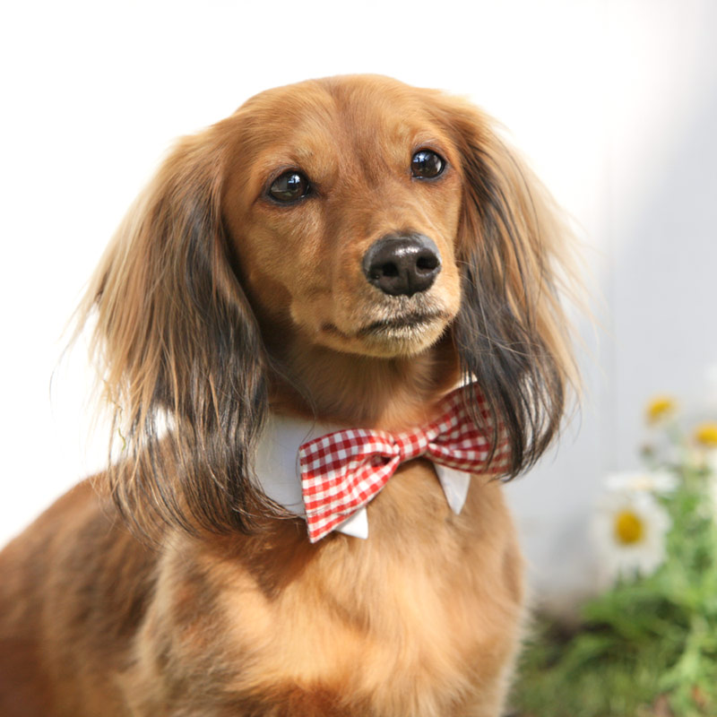 9784円 ブランド品 EYHLKM 蝶ネクタイ手作りのペット犬の襟ネクタイの染め犬の襟ネクタイ犬の襟の大きい中小犬 Size : Medium